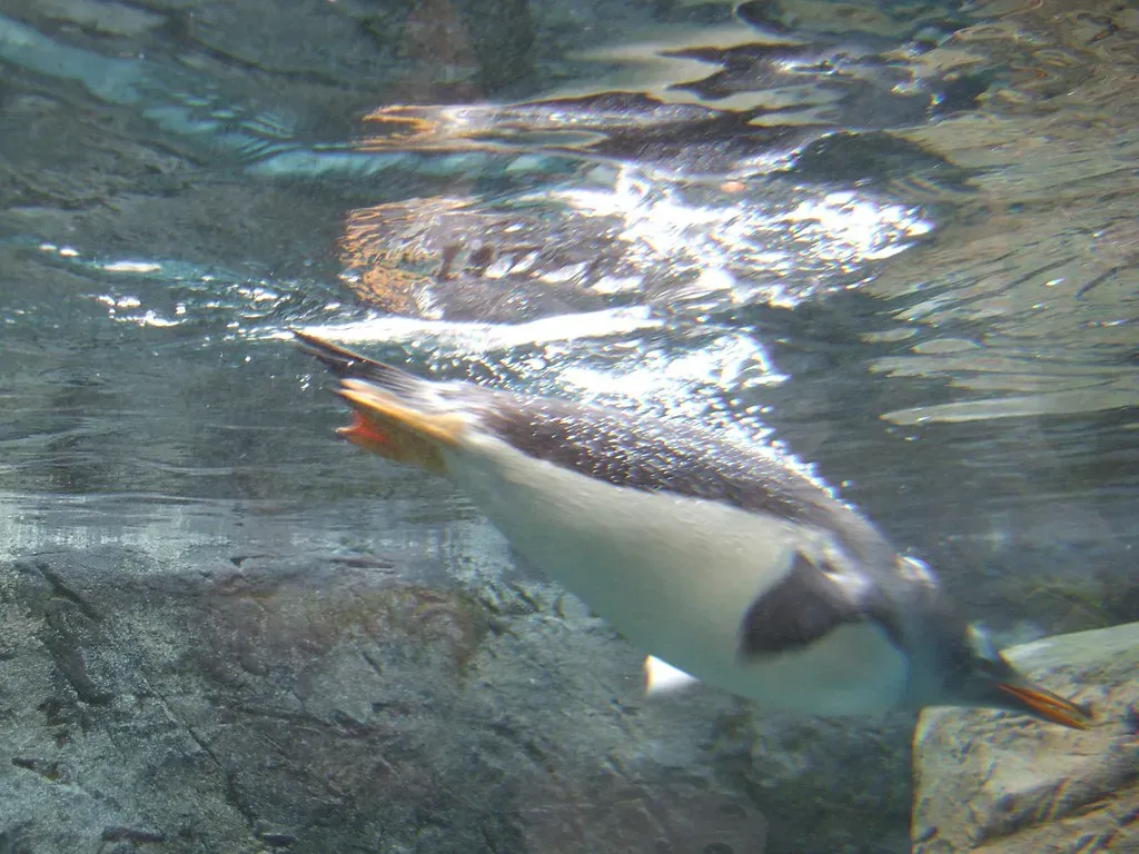 Are Penguins “Less” Than Flyers? Rethinking What Counts as Success (jeremydeades, Flickr, CC BY-SA 2.0)