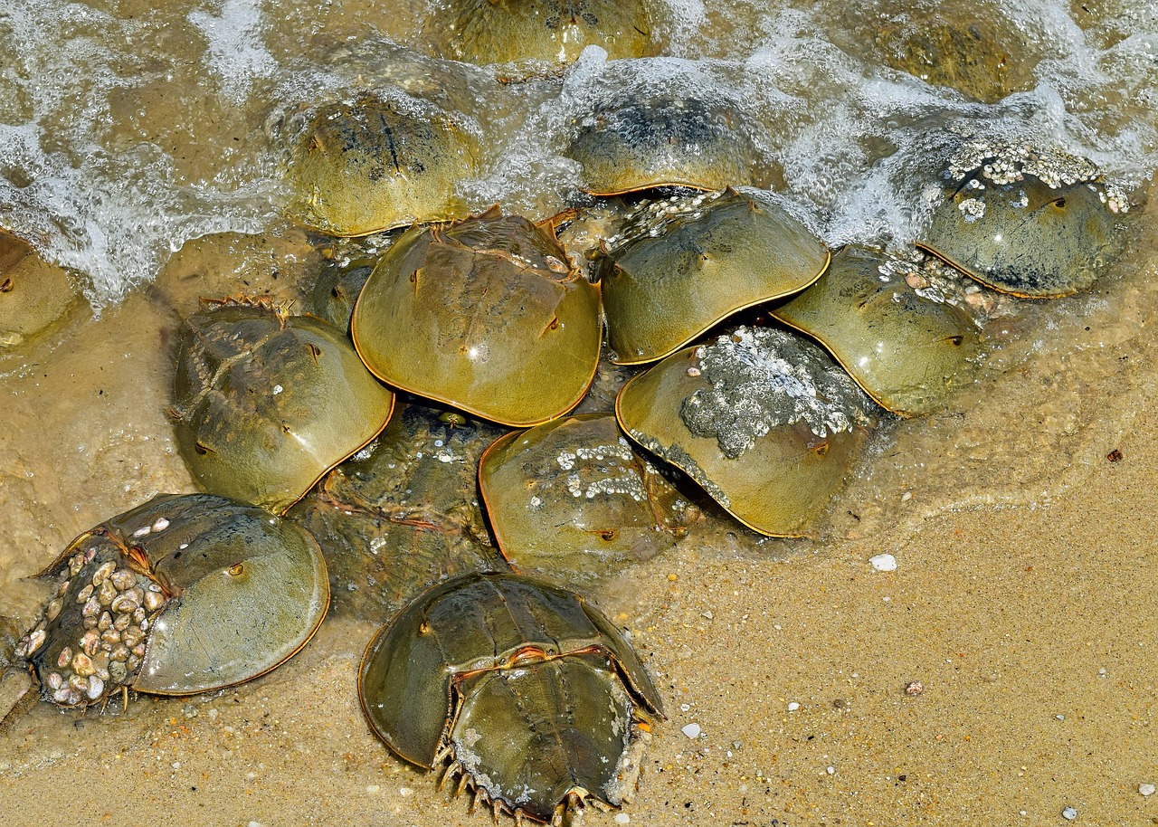 Horseshoe Crabs: Arthropod Survivors of Ancient Seas (Image Credits: Pixabay)
