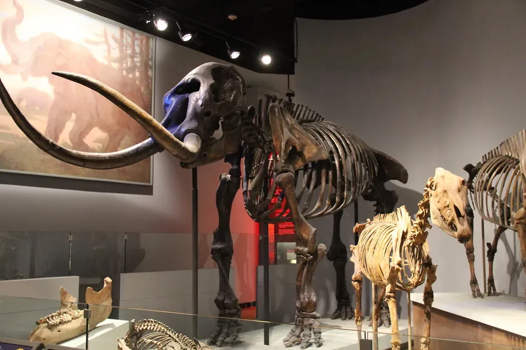 #4 - Humans Weren't Even Around When Northern Mastodons Vanished (Image Credits: Flickr)