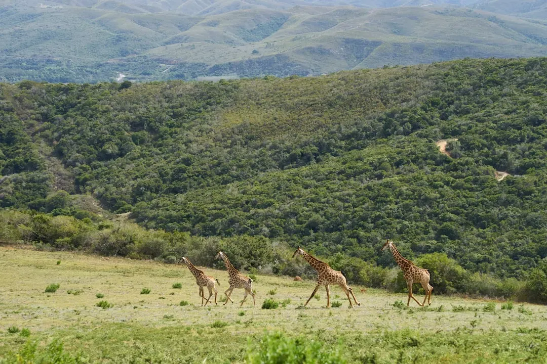 Trophic Rewilding: Using Prehistoric Blueprints to Rebuild Broken Ecosystems (Image Credits: Unsplash)