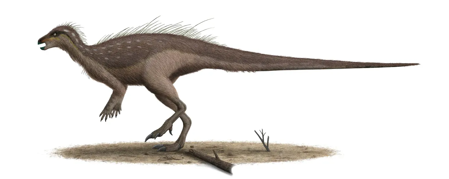 10. How Did Dinosaurs Develop Feathers? (Image Credits: Wikimedia)