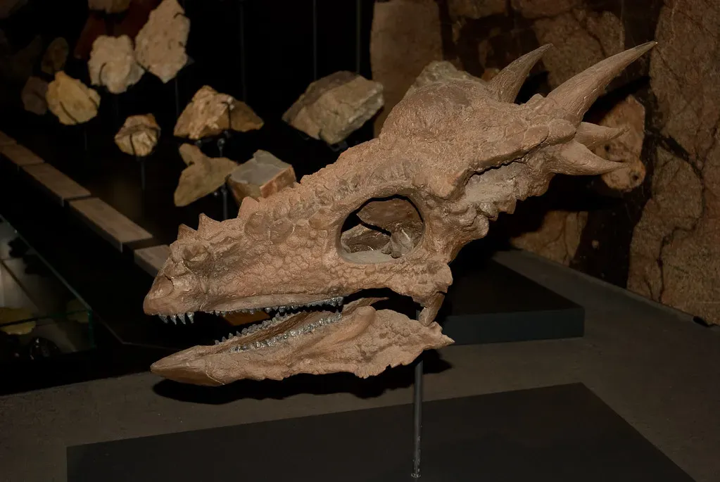 Why Dinosaur Skulls Are Especially Scarce (Image Credits: Flickr)