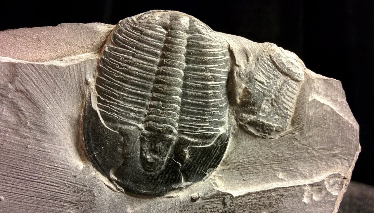 Trilobites: The Beetles of the Ancient Seas (Image Credits: Pixabay)