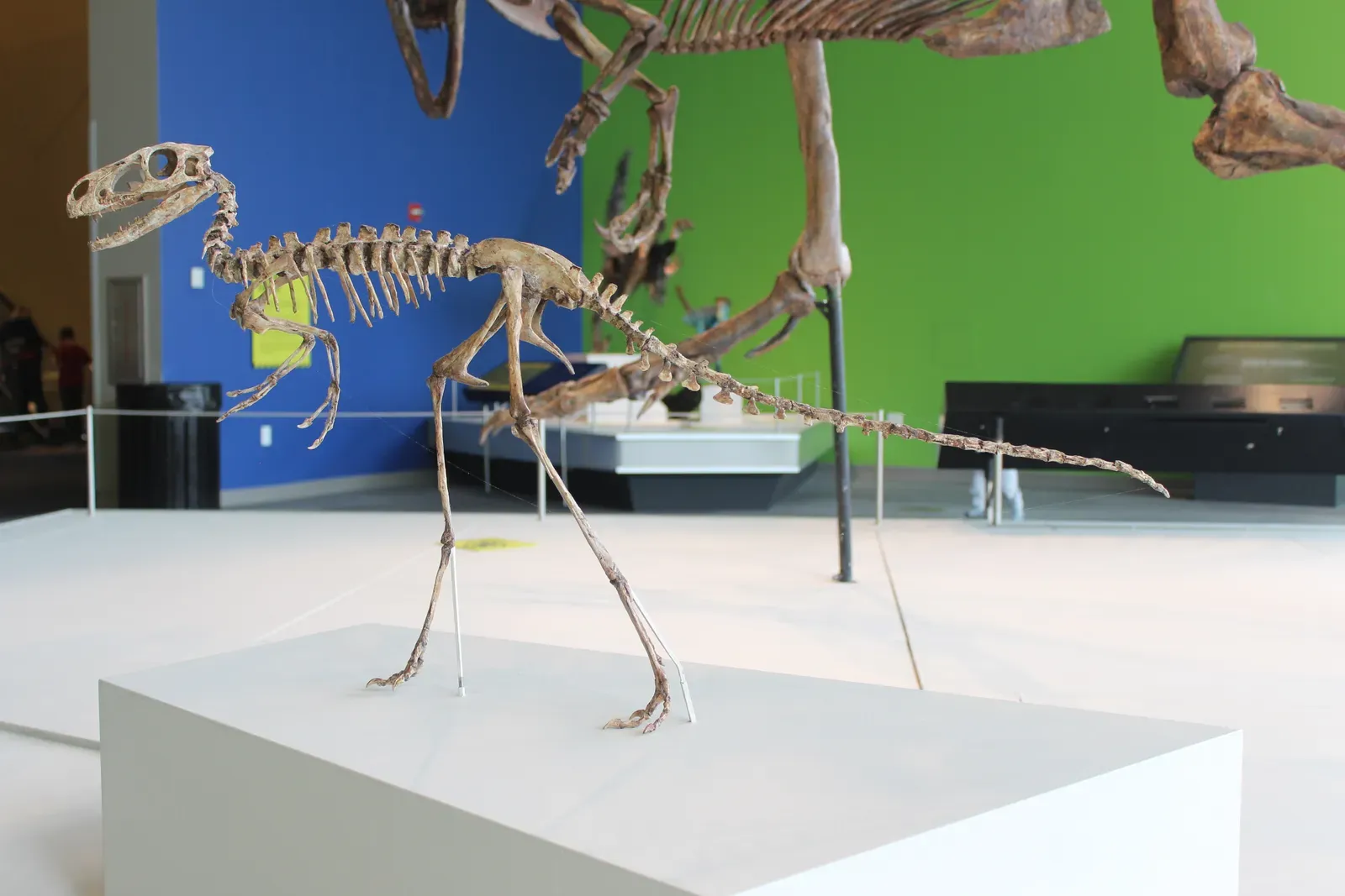 The Dinosaur-Chicken Size Plot Twist (By Jonathan Chen, CC BY-SA 4.0)