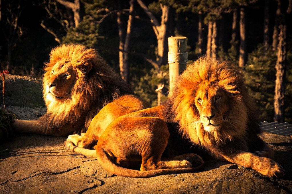 Leo: The Lion's Regal Presence (Image Credits: Flickr)