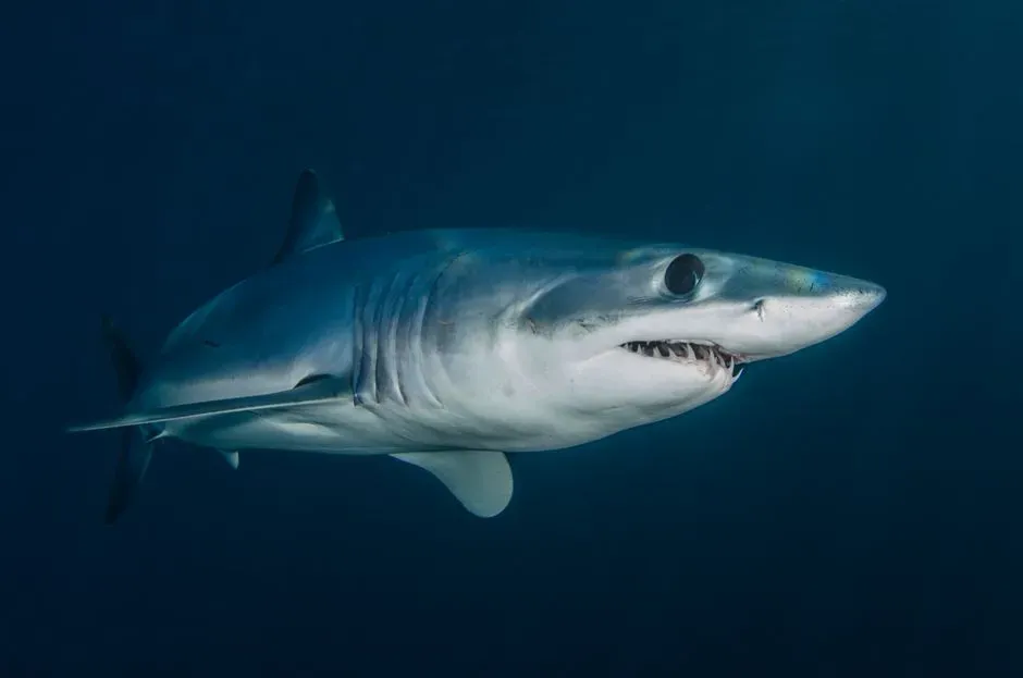 #9 - The Megalodon's "Closest Relative" Got Swapped (Image Credits: Pexels)