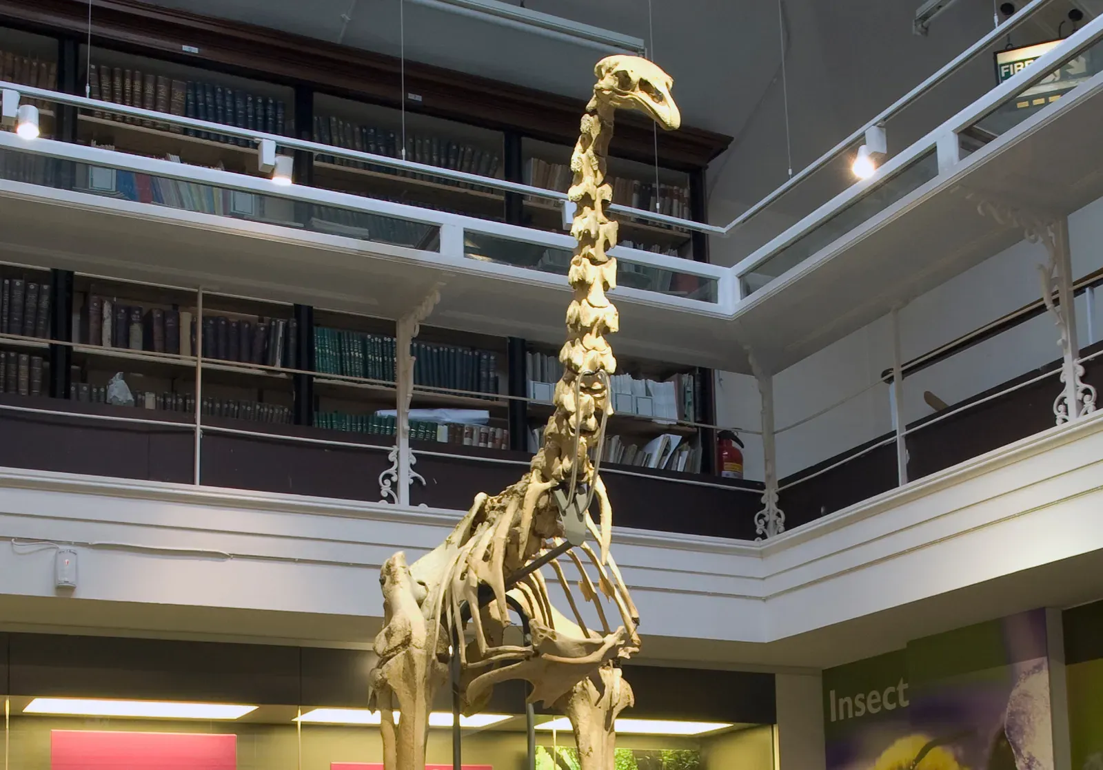 #1 - Scientists Accidentally Invented Two Fake Moa Species (Image Credits: Wikimedia)