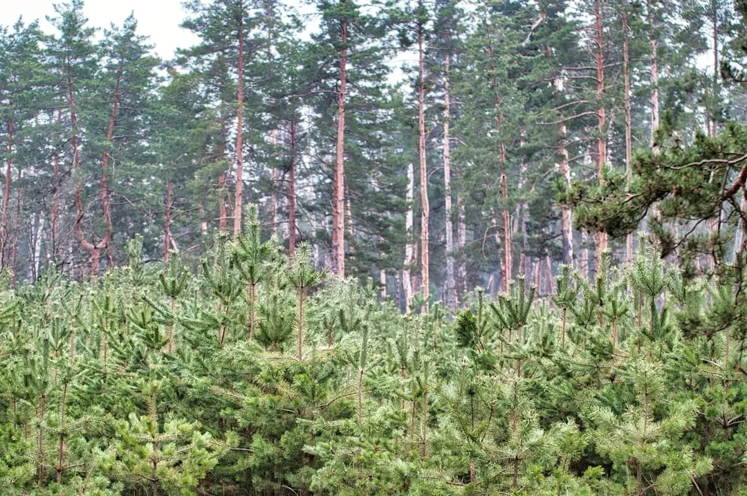 Plants Transforming the Planet: From Conifer Forests to Flowers (Image Credits: Unsplash)