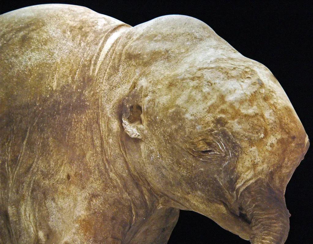 #1 - Mother's Milk, Still Sitting in the Stomach (James St. John, Flickr, CC BY 2.0)