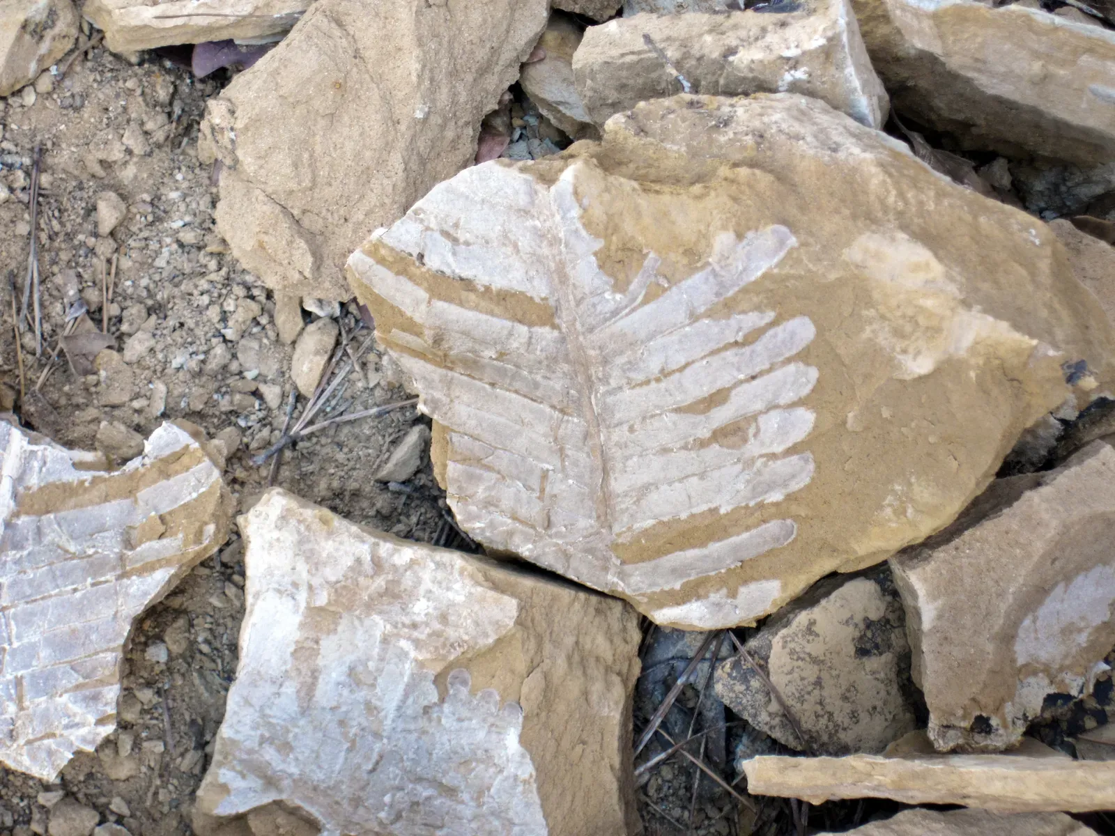 Plant Fossils and Mass Extinctions: The Story of Survival and Collapse (By James St. John, CC BY 2.0)