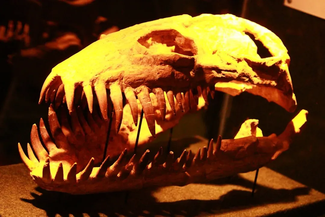 The Khinjaria Skull: A Window Into an Ocean Crowded With Killers (Image Credits: Unsplash)