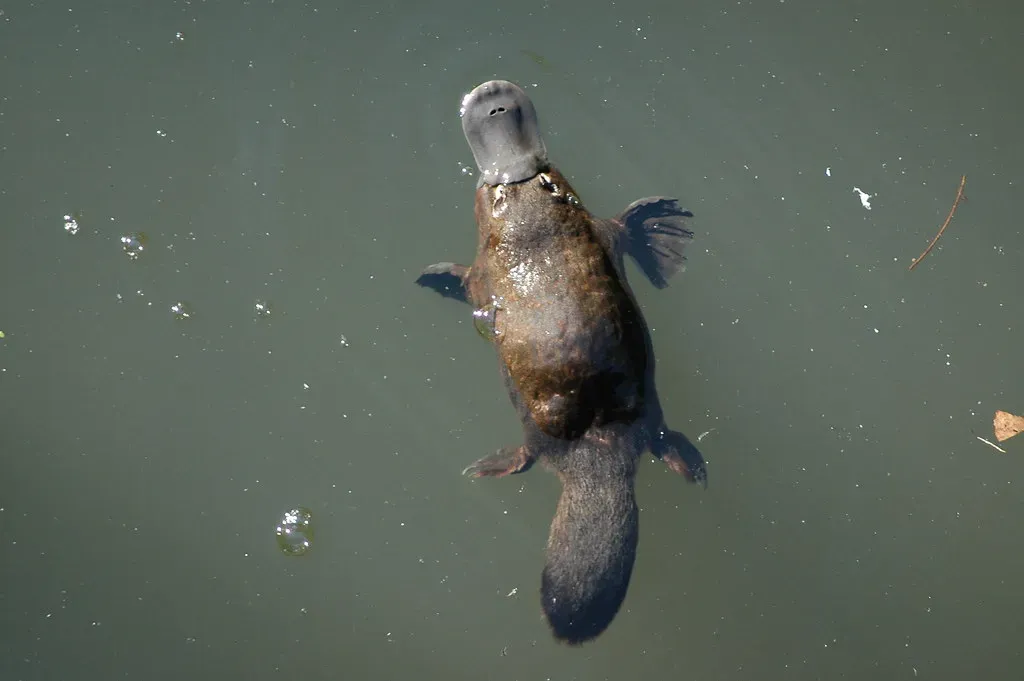 Aquarius: The Platypus (Image Credits: Flickr)