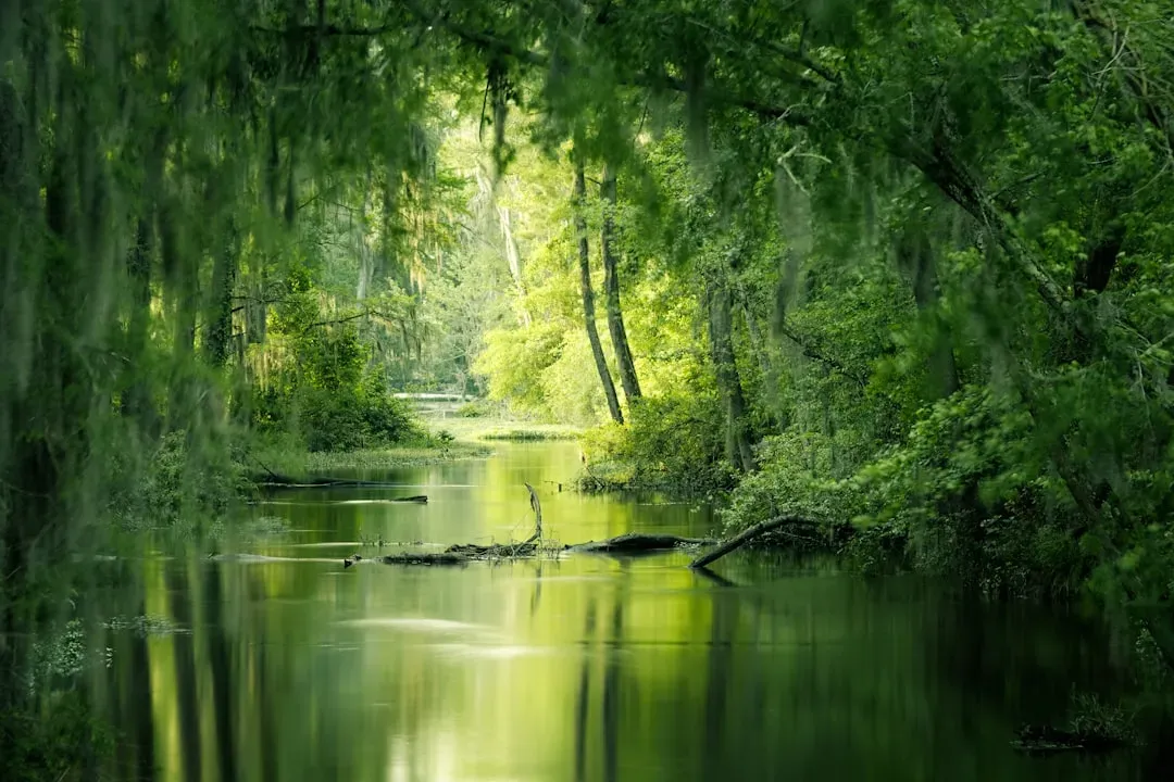 Scorpio – Dense Mangrove or Swamp Forest with Hidden Depths (Image Credits: Unsplash)