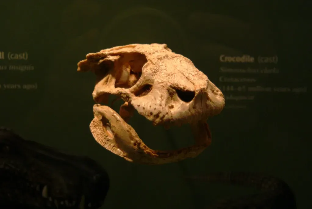 How CT Scans and 3D Models Flipped the Debate (Dallas Krentzel, Flickr, CC BY 2.0)