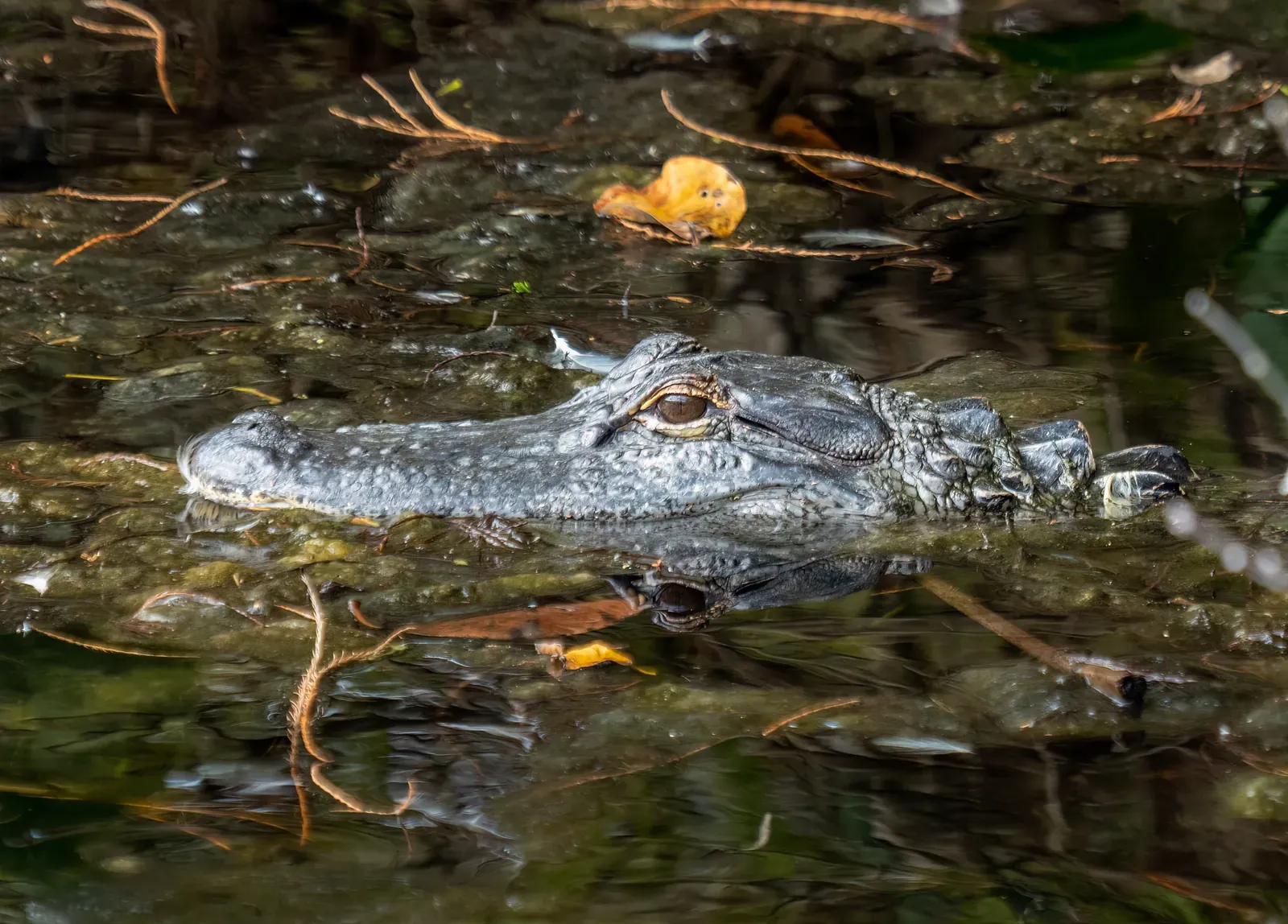 #5 - Alligators Do Not Simply Freeze to Death in Cold Water (By Rhododendrites, CC BY-SA 4.0)