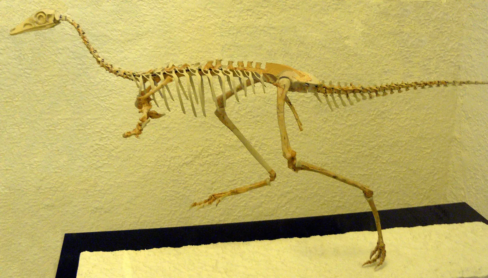 When “Short Arms” Become Truly Extreme (By Thomas Cowart from Durham
derivative work: Ivan Akira (talk), CC BY 2.0)