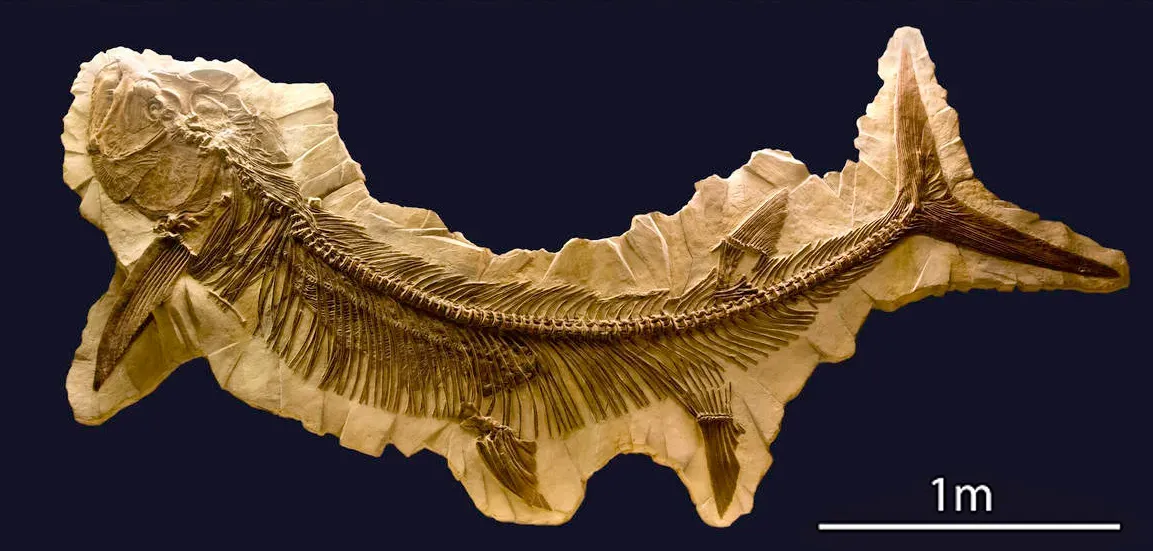 #8 - Xiphactinus: The Fish That Choked to Death on Its Own Ambition (By Chip Clark, Smithsonian, National Museum of Natural History, Public domain)