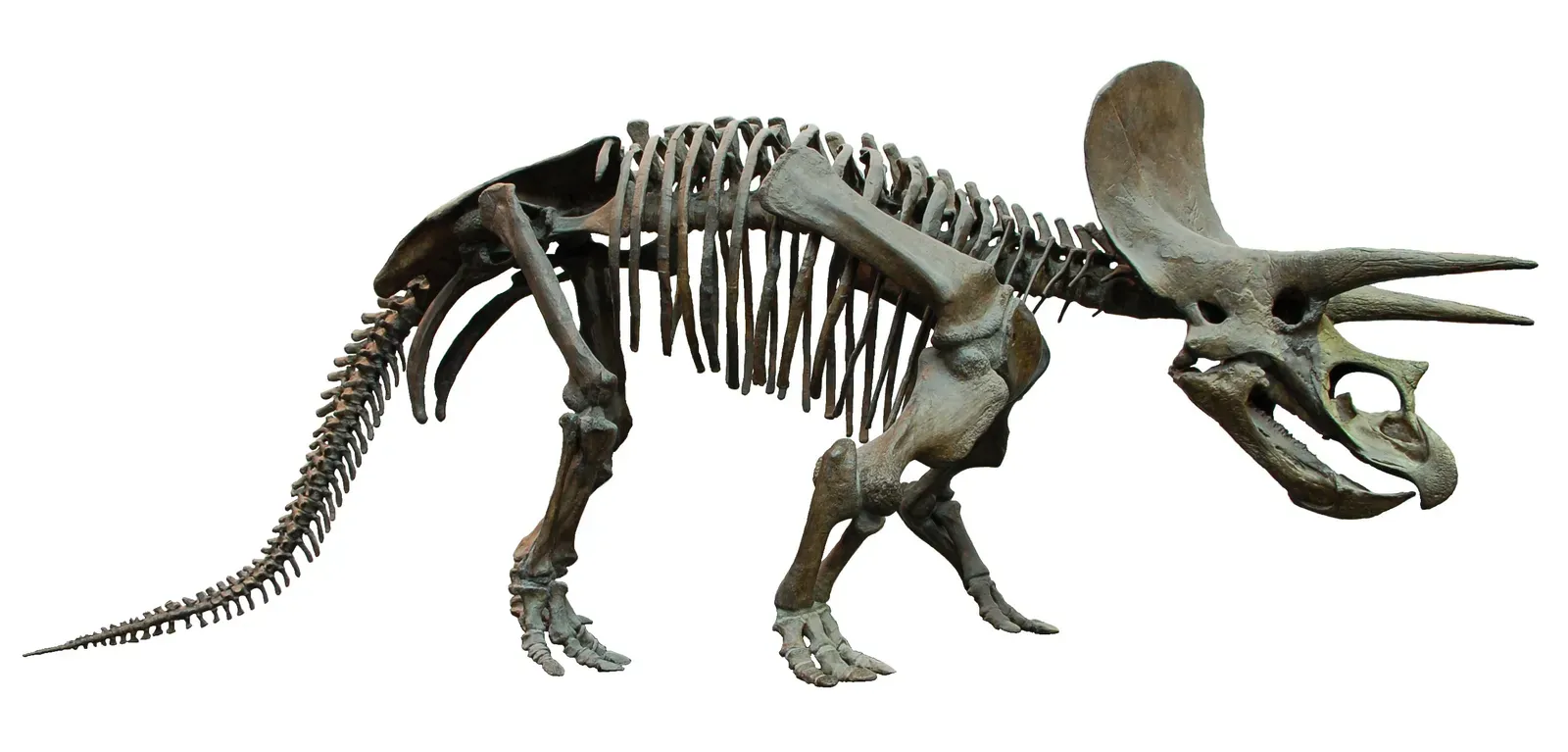 Leo – Triceratops, the dramatic showstopper (By EvaK, GFDL 1.2)