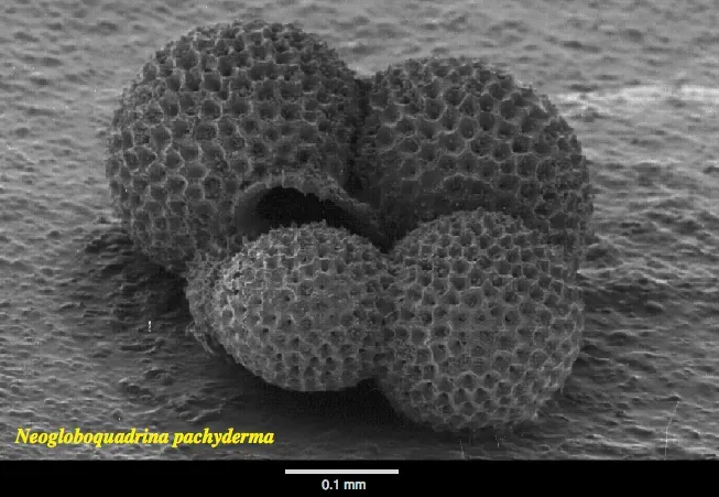 5. Foraminifera Shells: Microscopic Thermometers of Ancient Seas (By Hannes Grobe 19:12, 20 June 2007 (UTC), Alfred Wegener Institute for Polar and Marine Research, Bremerhaven, Germany, CC BY-SA 2.5)