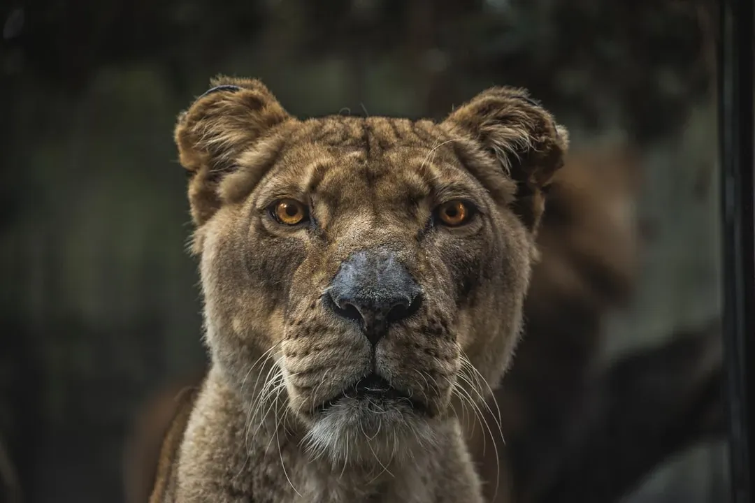 A Brain Built to Watch Animals, Not Words (Image Credits: Unsplash)