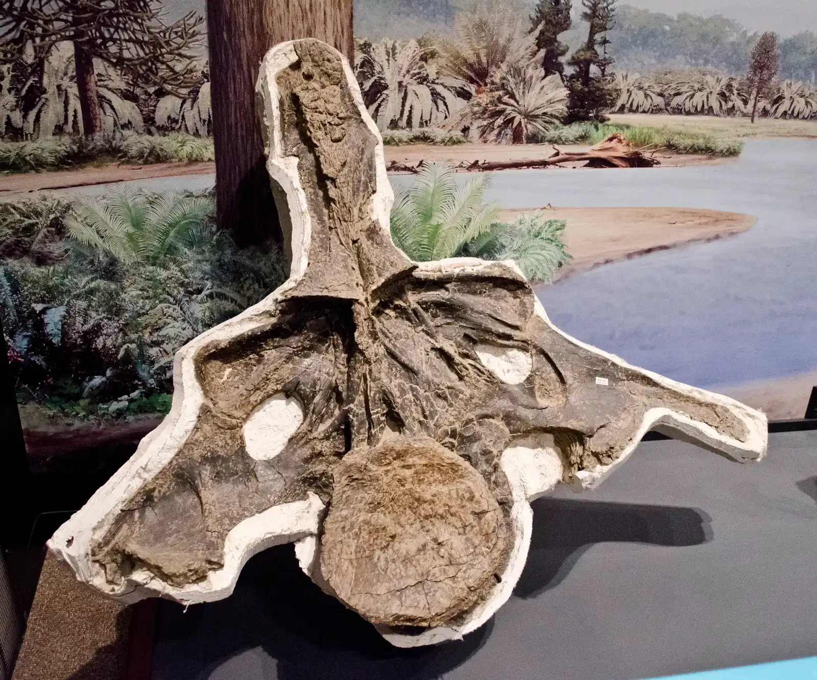 The First Fossils Were Mistaken for Petrified Wood (Image Credits: Wikimedia)