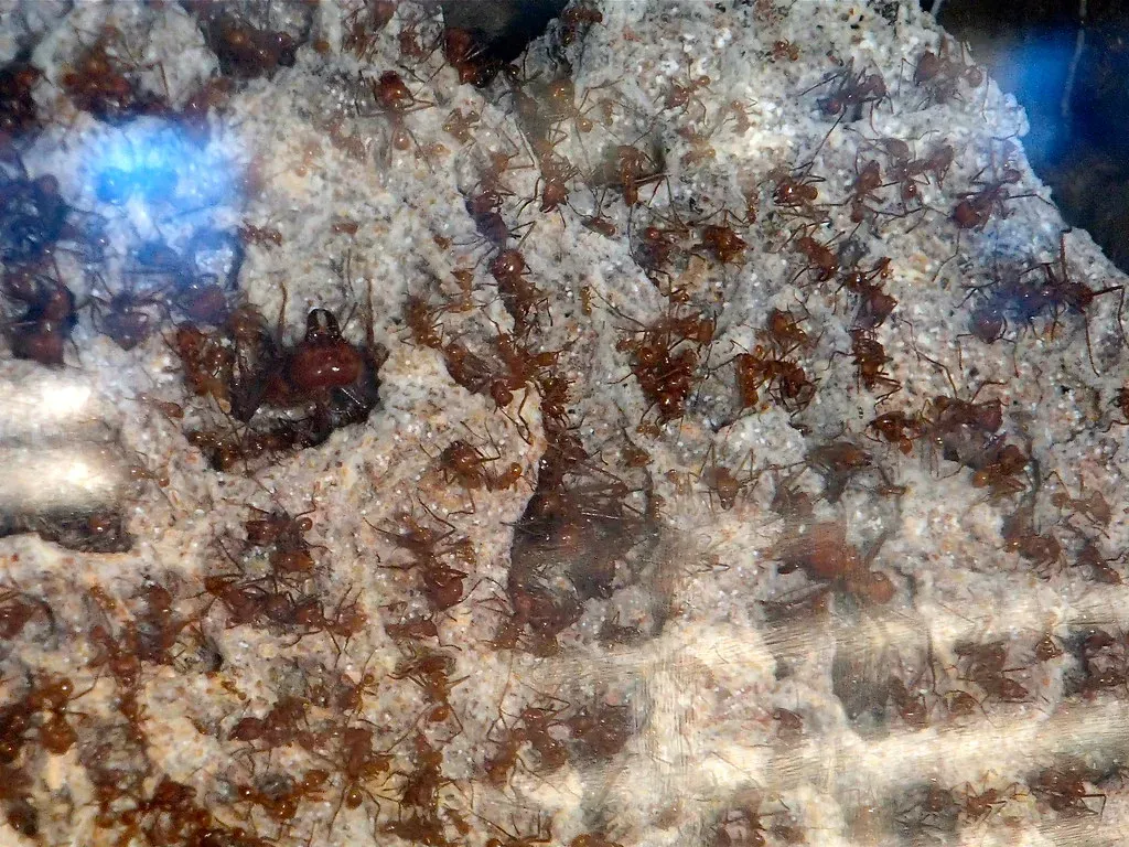 The Social Architect: Ant Colony Mindset and Collective Brains (edwardrooksSJ, Flickr, CC BY-SA 2.0)