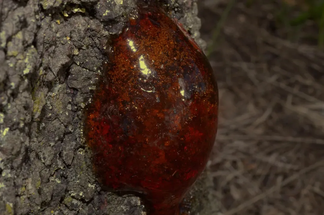 8. Amber Fossils Capture Dinosaurs and Ancient Insects in Mid‑Life (Image Credits: Unsplash)