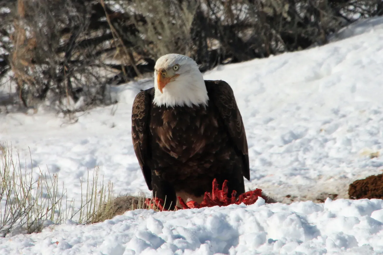 #10 - They're Scavengers as Much as They Are Hunters (Bald Eagle, Public domain)