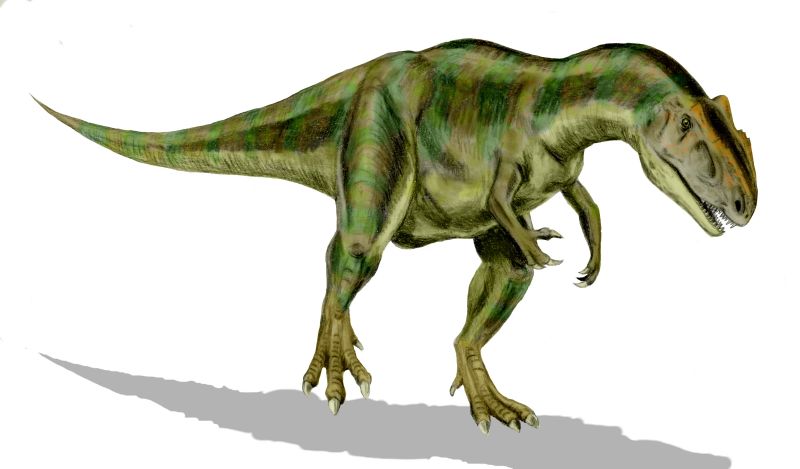 Meet Allosaurus: The True Apex Predator (Image Credits: Wikimedia)