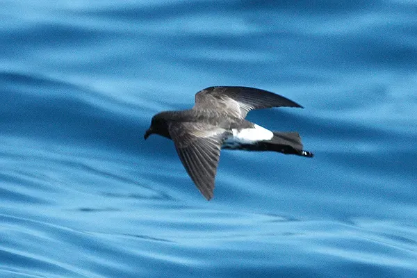 #12 - The New Zealand Storm Petrel That “Died Out” 150 Years Before Anyone Noticed (Own work (Original text: self-made), CC BY 3.0)
