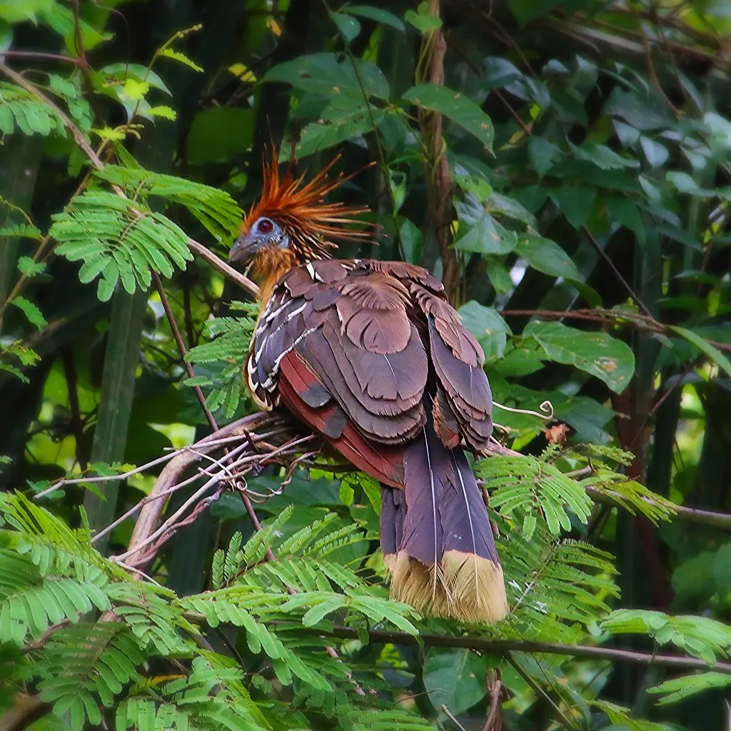 7. Dinosaurs Did Not All Die In An Instant, And Birds Are Dinosaurs (Nicolas Rénac, Flickr, CC BY-SA 2.0)