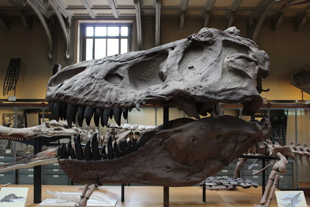 #11 - The Real Skull Almost Never Makes It to the Display Case (Image Credits: Unsplash)