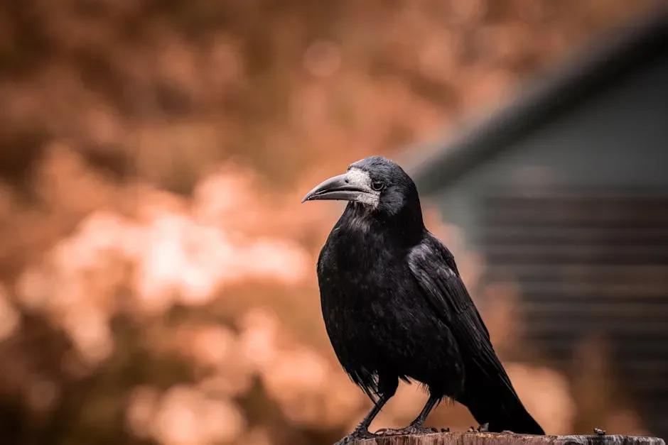 Aquarius: The Raven Within the Water Bearer (Image Credits: Pexels)