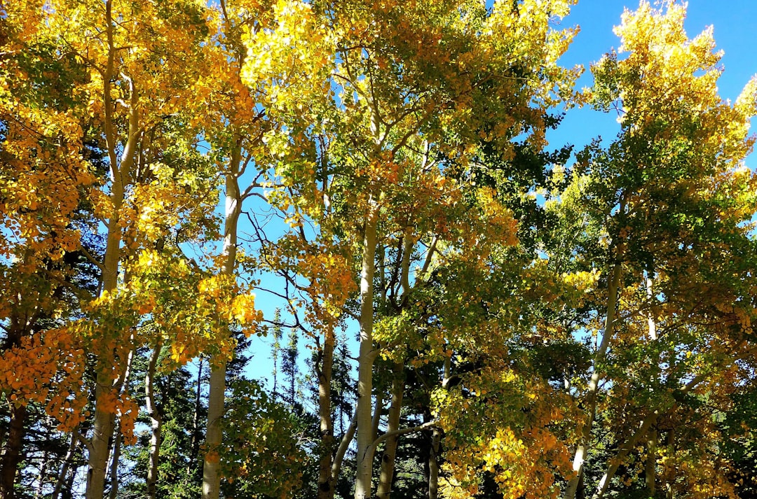 The Science Behind Nature's Ultimate Clone Army (Image Credits: Unsplash)
