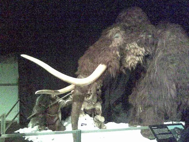 9. Woolly mammoths had a special “cold version” of hemoglobin in their blood (markhealey, Flickr, CC BY-SA 2.0)