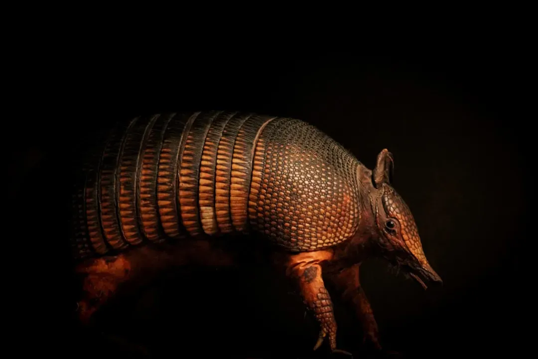What Armadillos Reveal About Evolution, Adaptation, And Us (Image Credits: Unsplash)