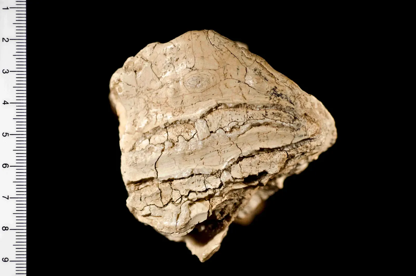 #13: One Fossilized Tooth Exposed a Mammoth's Entire Seasonal Commute (NPGallery, Public domain)
