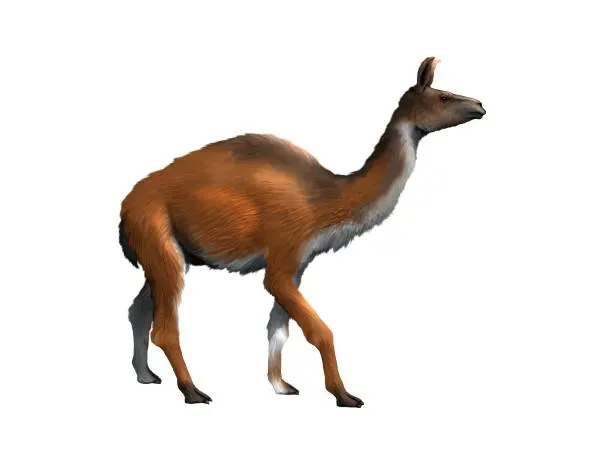 3. The American Camel: Yes, Camels Were Native to North America (Image Credits: Wikimedia)