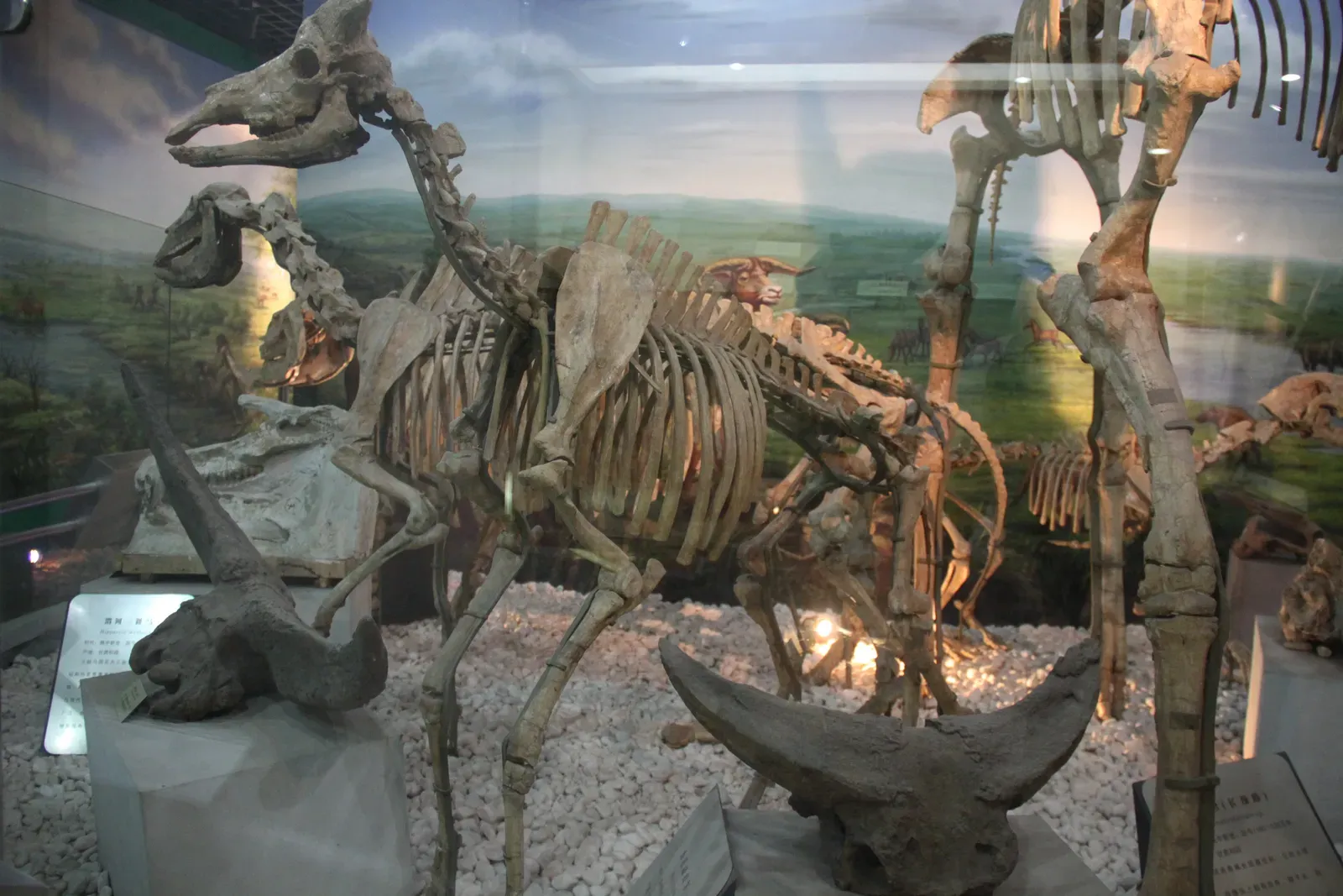 What We've Learned From Their Bones (Image Credits: Wikimedia)