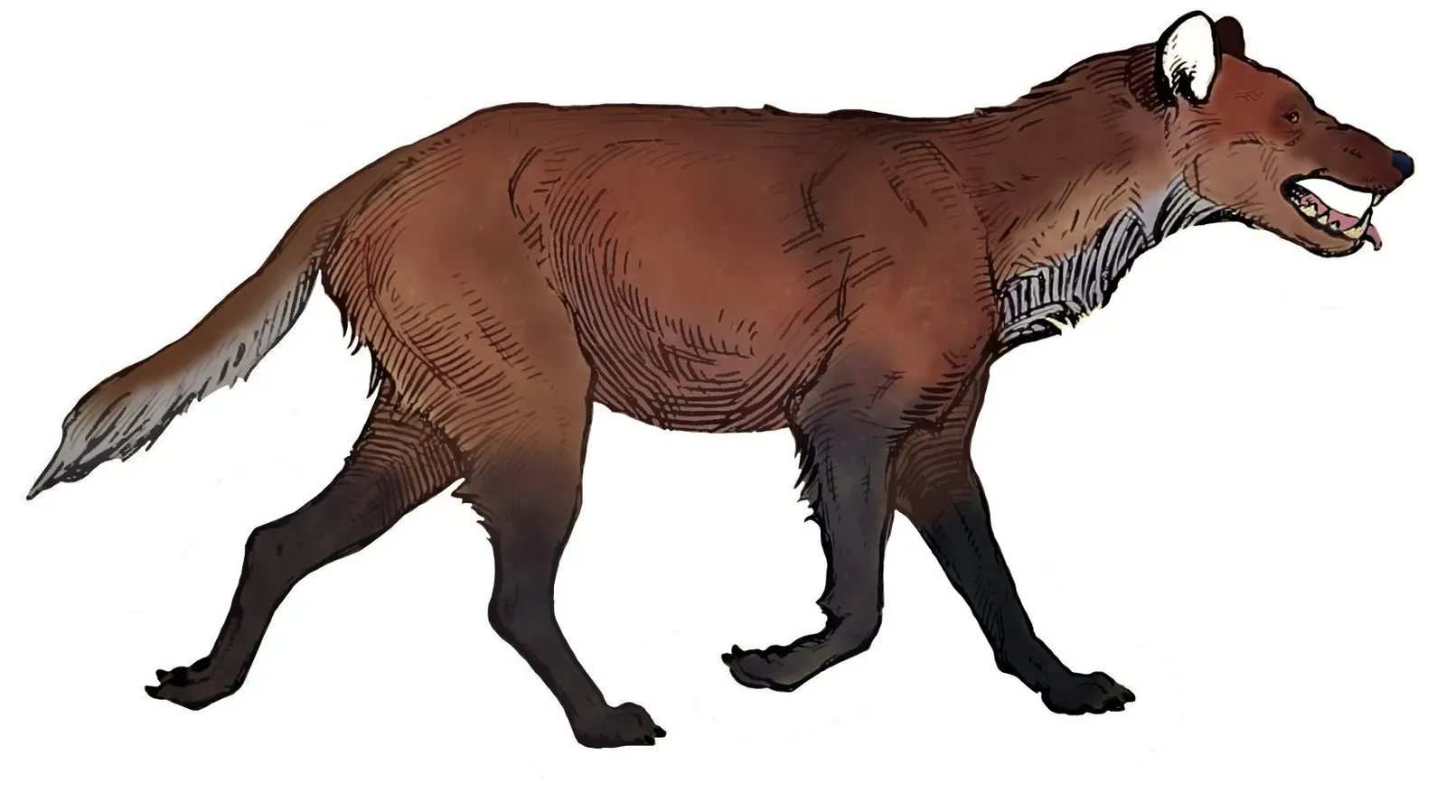 #1 - The Dire Wolf: The Predator Making Headlines Again ([1], Public domain)