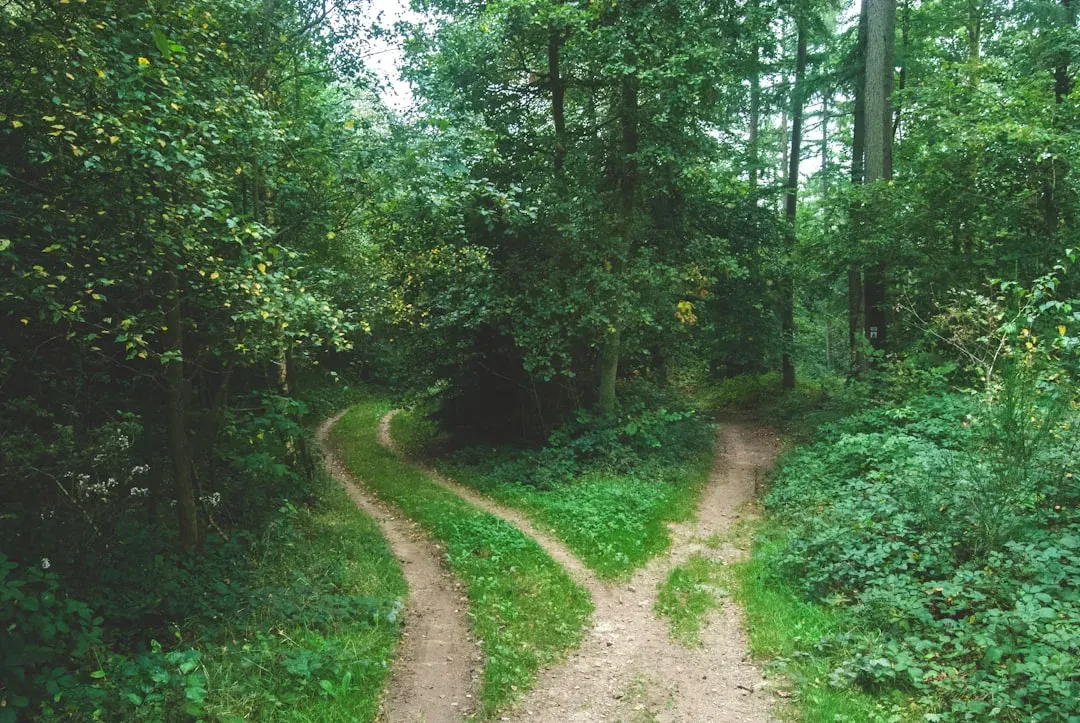 4. Path Reading: Desire Lines, Game Trails, And Why Some Routes “Feel Right” (Image Credits: Unsplash)