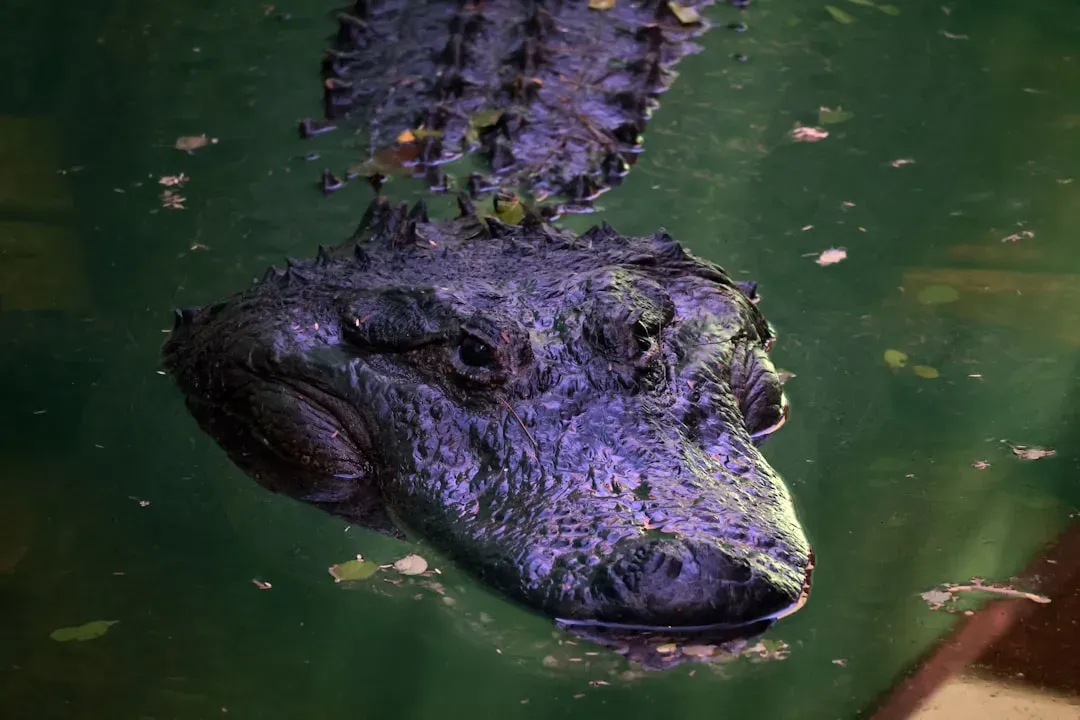 Your Protective Instincts Are Fierce and Unapologetic (Image Credits: Unsplash)