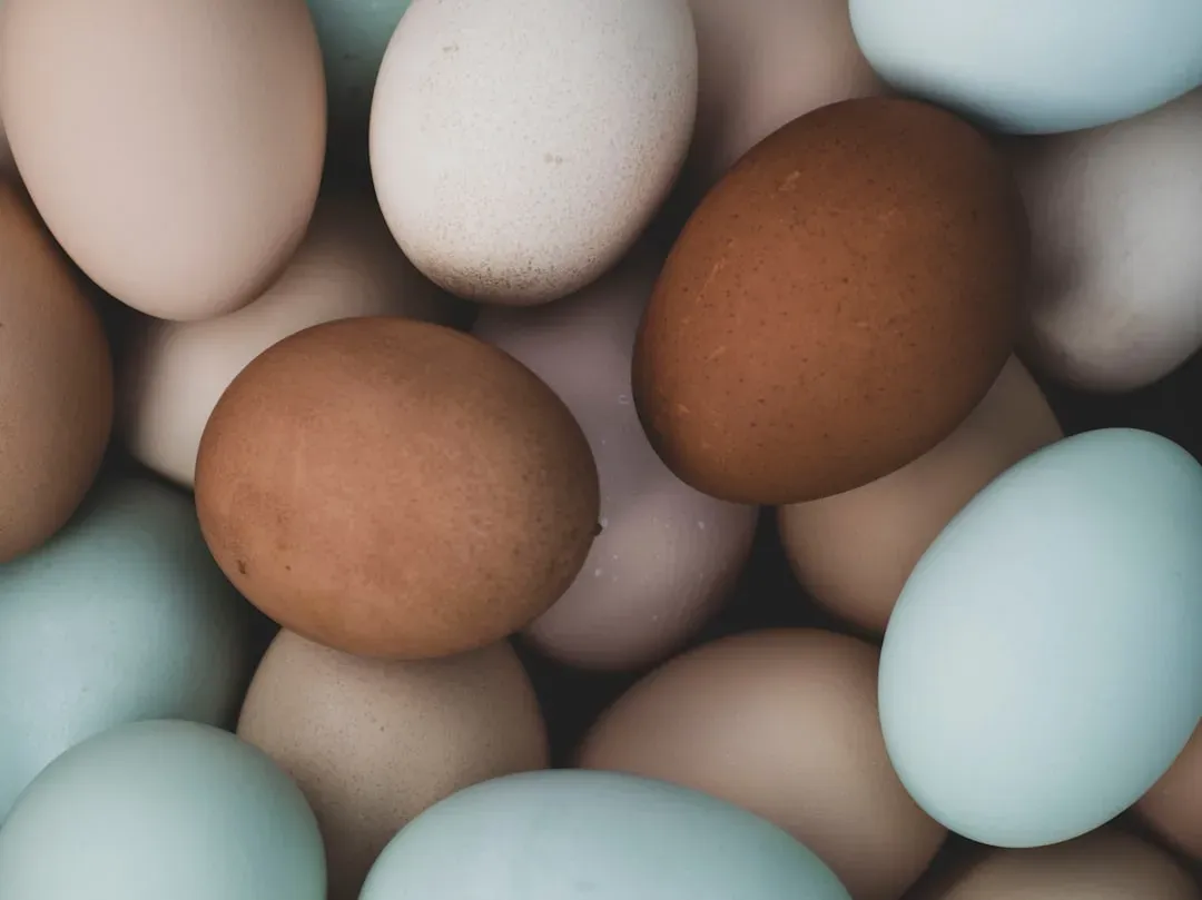 #2: Egg Color Is Not Just Camouflage Paint (Image Credits: Unsplash)