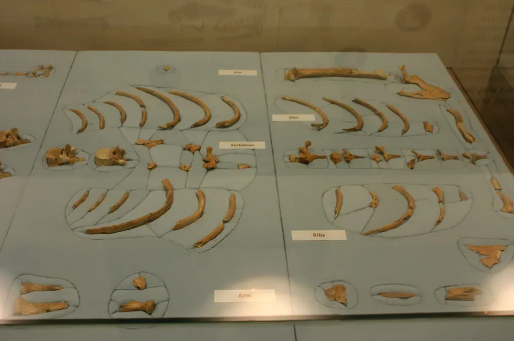 Neanderthal Skeletons: The “Brutes” Who Turned Out To Be Family (Ryan Somma, Flickr, CC BY-SA 2.0)