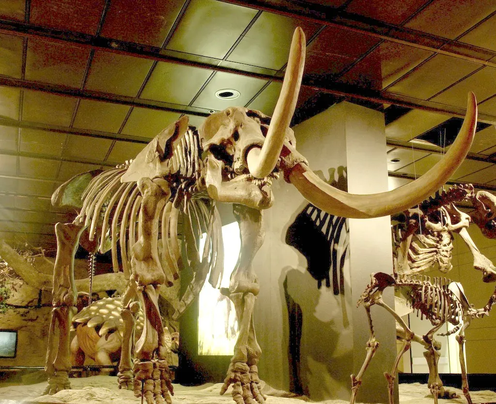#14 - The American Mastodon Wasn't a Grass-Grazing Giant (Uploaded from the Wikipedia Loves Art photo pool on Flickr, CC BY-SA 2.5)