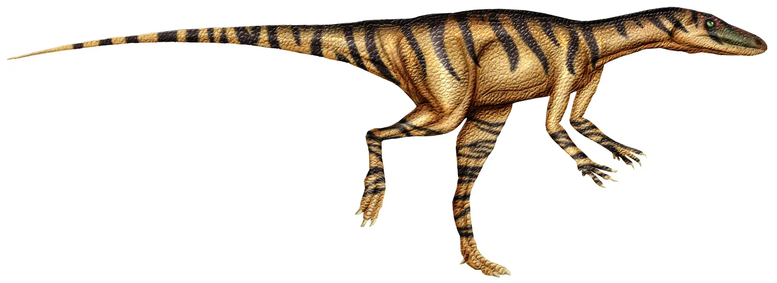 5. Alwalkeria - India's Own Triassic Pioneer (Image Credits: Wikimedia)