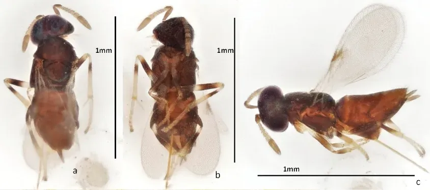 #13 - 400 Wasps Walked Into a Trap, and Almost None Had Names (Japoshvili, G. and Soethof, R. (2022). New records of Encyrtidae (Hymenoptera: Chalcidoidea) from the Netherlands, with a description of new species. Zootaxa 5155 (4): 549–563. https://doi.org/10.11646/zootaxa.5155.4.5, CC BY 4.0)