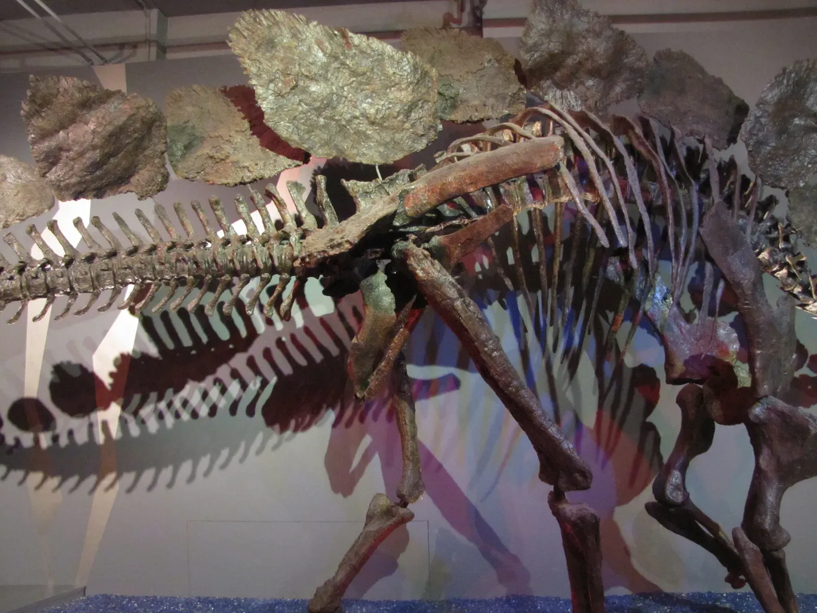 The Mysterious Back Plates (Image Credits: Wikimedia)