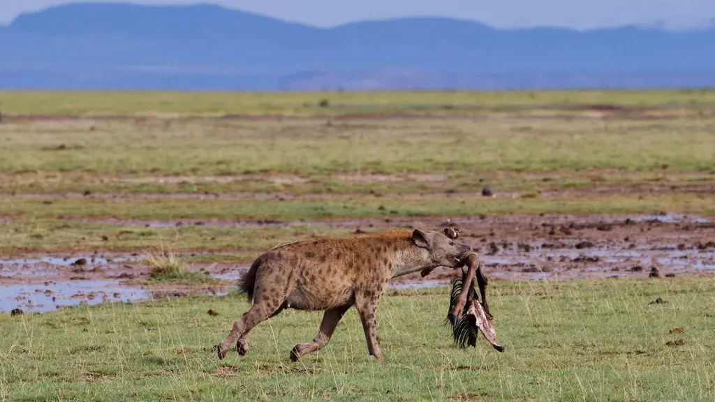 Modern Carnivores as a Guide: Why “Either–Or” Misses the Point (Nagarjun, Flickr, CC BY 2.0)
