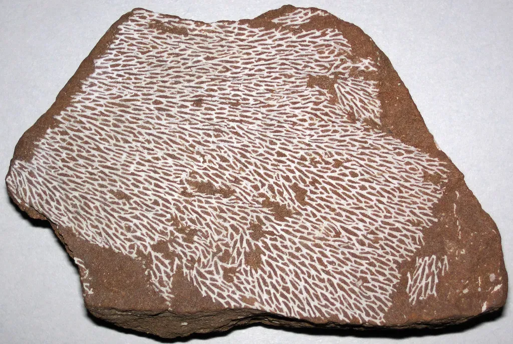 9. Early Land Colonization By Simple Plants And Fungi (James St. John, Flickr, CC BY 2.0)